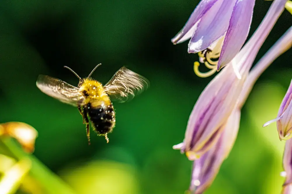 Bee approaching a flower in a Cape Town garden
