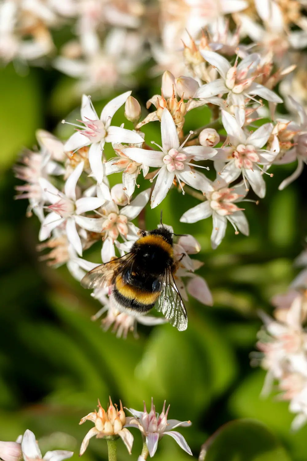 Bee removal Cape Town – bee on flower