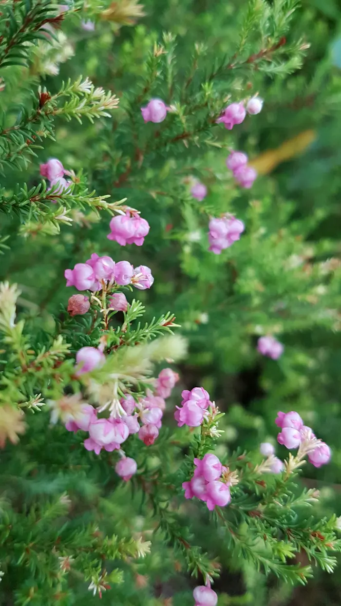 Buchu foliage and flowers suited to bee-friendly Cape gardens