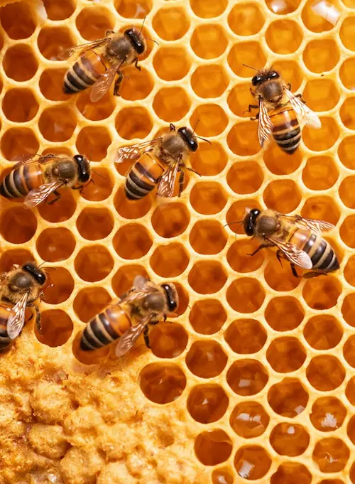 Honeybee comb with regular hexagonal cells