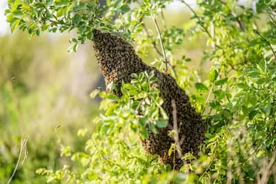 A bee swarm clustered on a tree branch