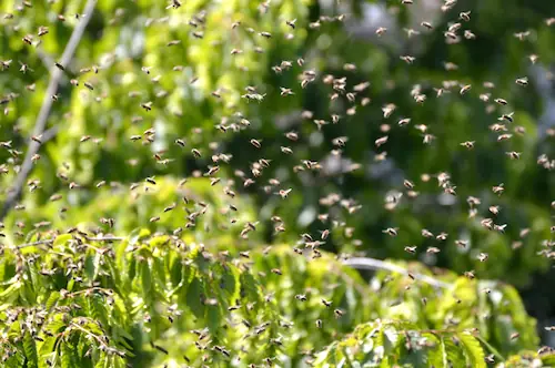 A honeybee swarm clustered together