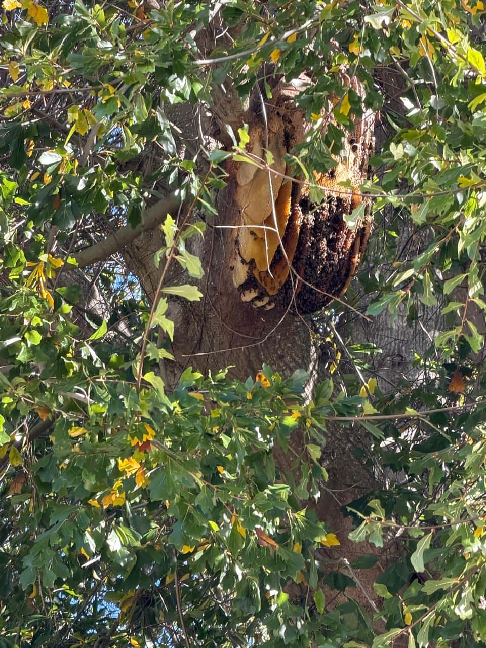 A wild bee hive high in a tree in Bishopscourt