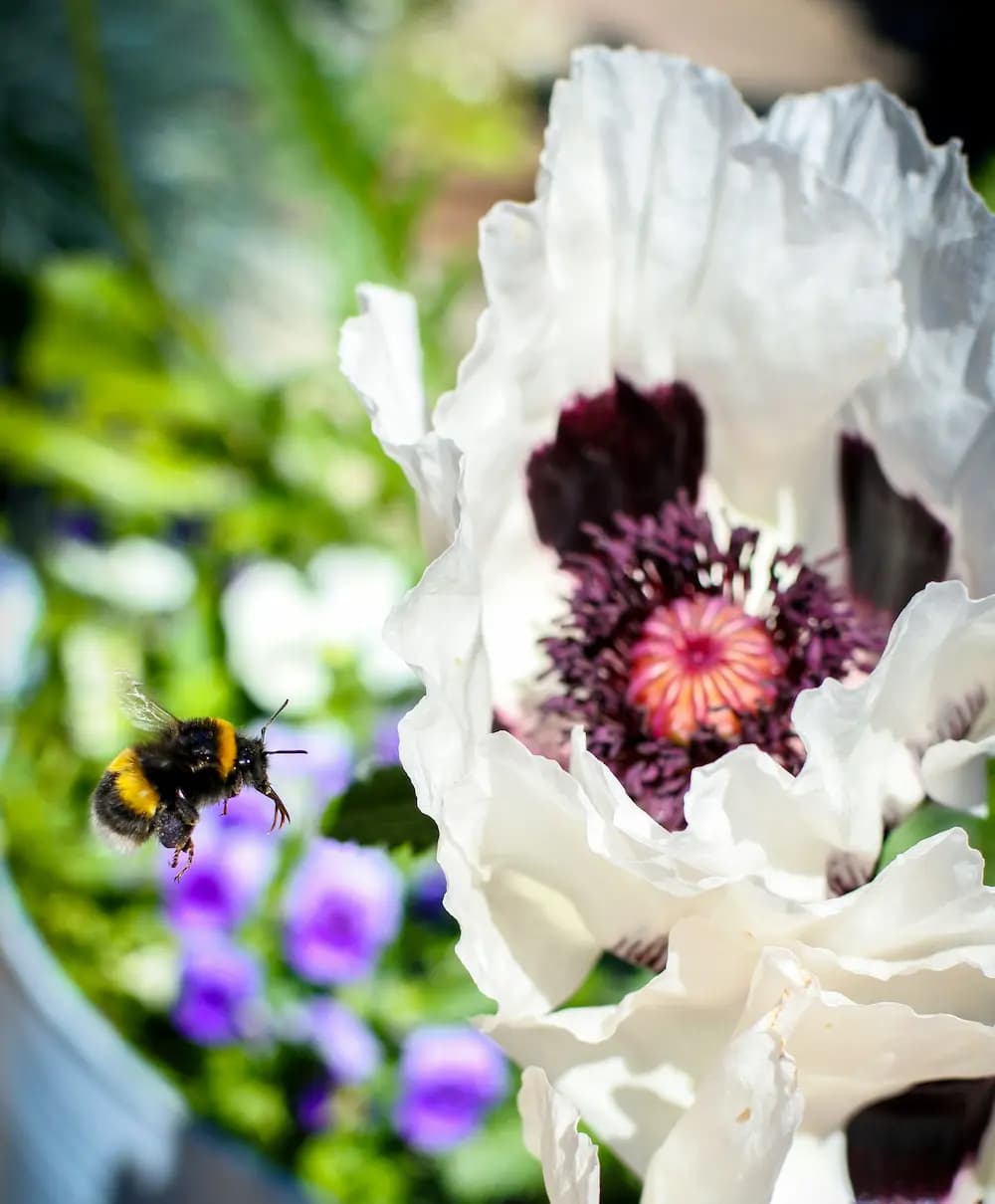 A bee visiting bright garden flowers
