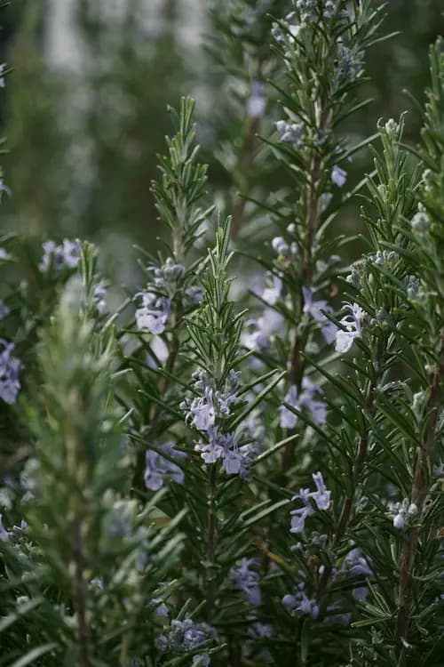 Rosemary plant with purple flowers for bee-friendly gardens